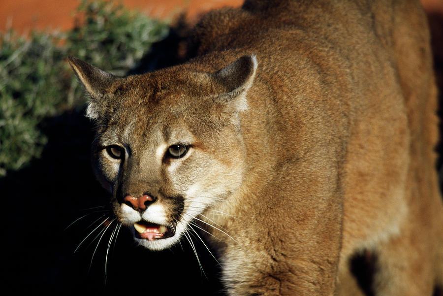 Cougar Animal Photograph by Animal Images | Fine Art America