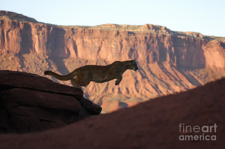 Cougar-animals-image Photograph