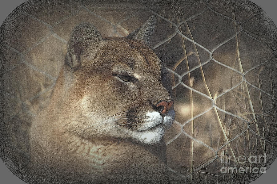 Cougar as Art Photograph by Jim McCain