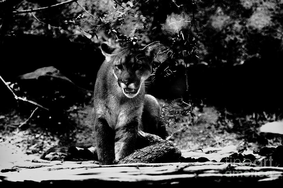 Cougar-Black and White Photograph by Douglas Barnard