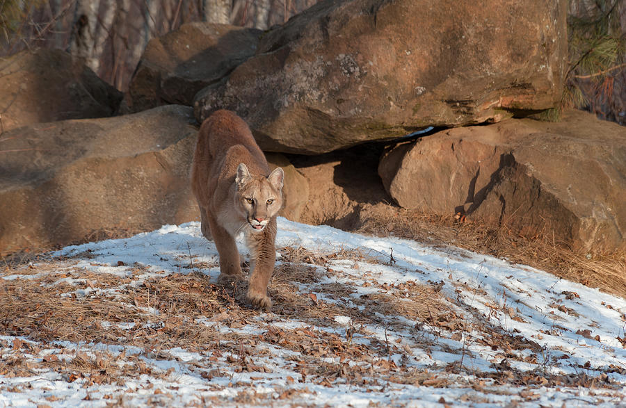 Wildlife Photograph - Cougar by Cheryl Schneider