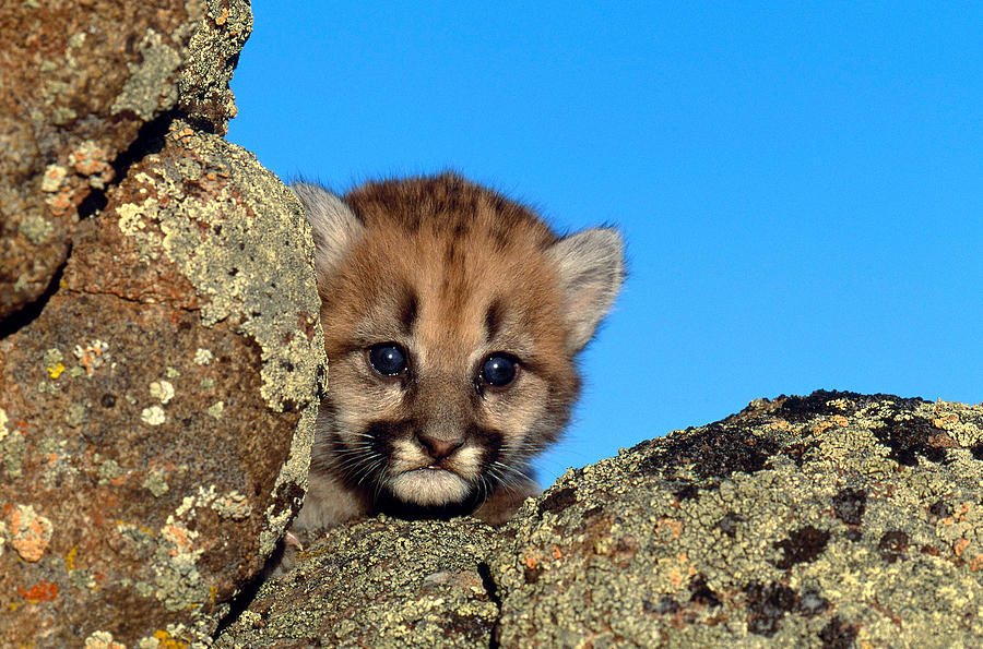 Cougar Cub Felis Concolor Photograph By Jeffrey Lepore