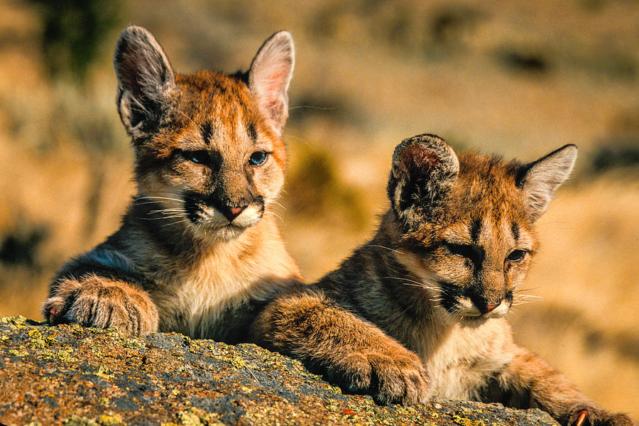 Cougar Cubs Photograph by Randy Green