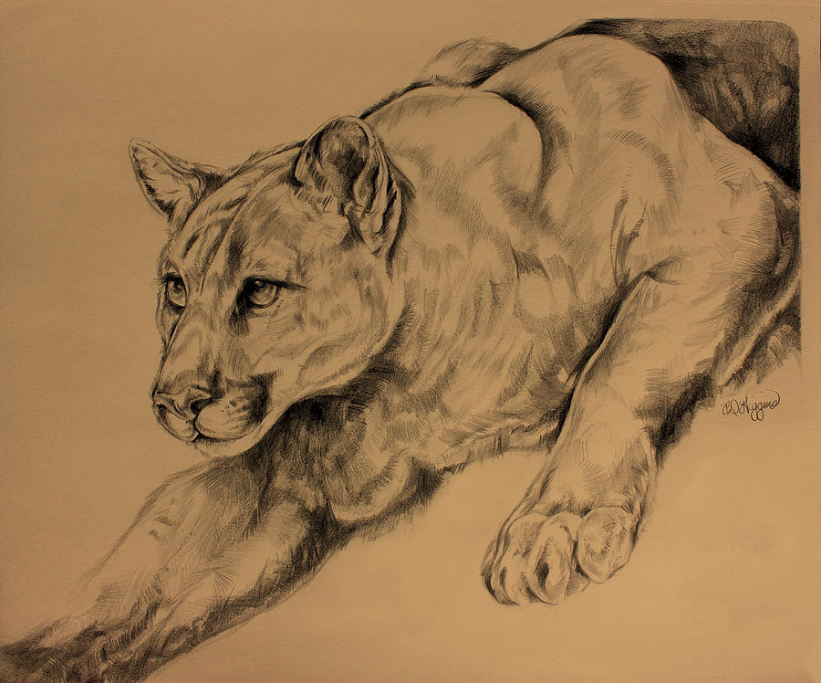 Cougar Drawing by Derrick Higgins