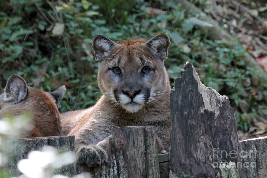 Cougar Photograph