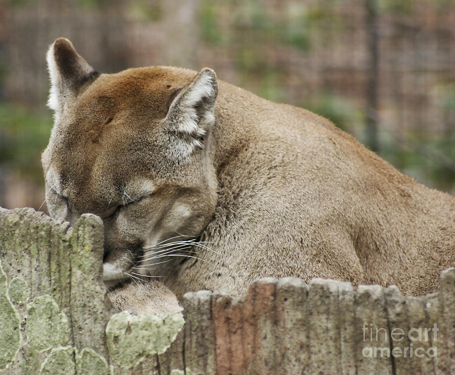 Nature Photograph - Cougar Series by M Three Photos