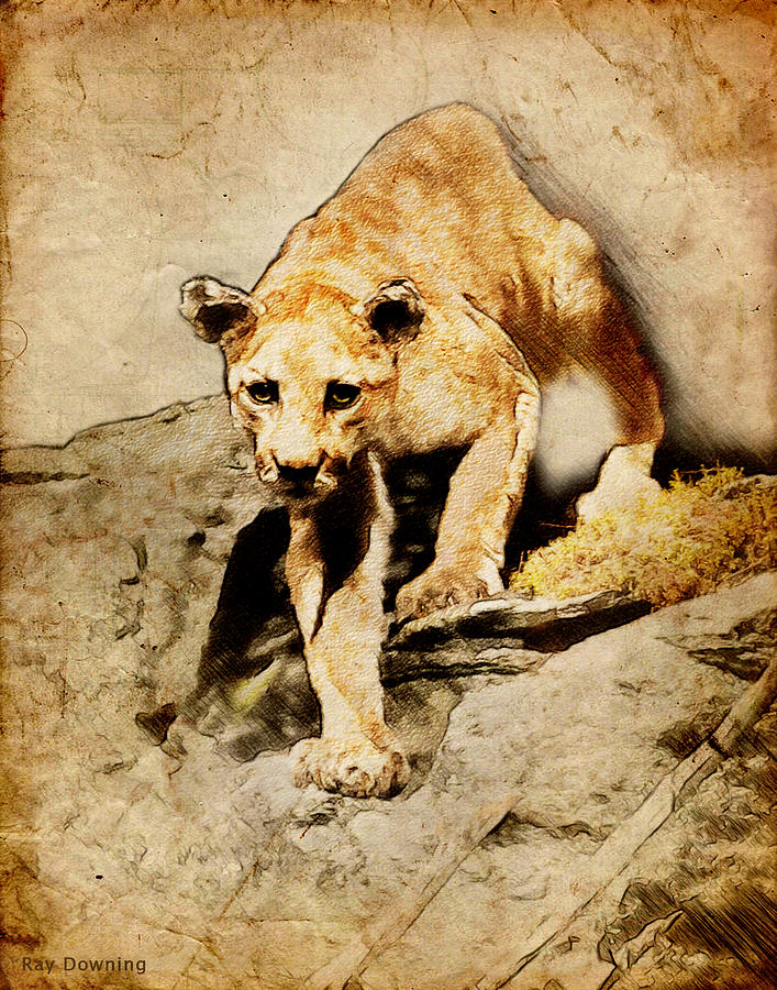 Nature Digital Art - Cougar Hunting by Ray Downing