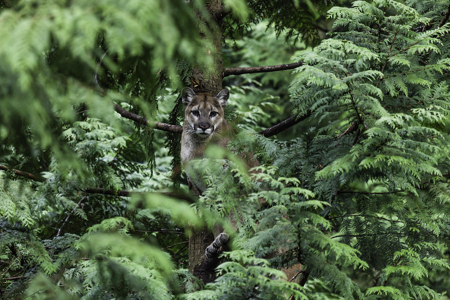 Cougar in a Cedar Tree Photograph by Step2626