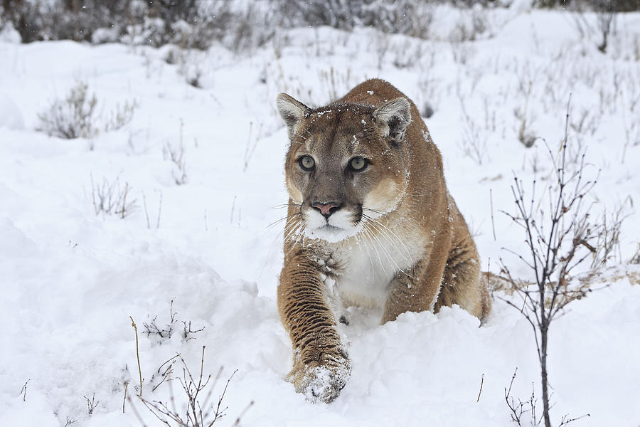 Cougar In Snow Photograph by M. Watson