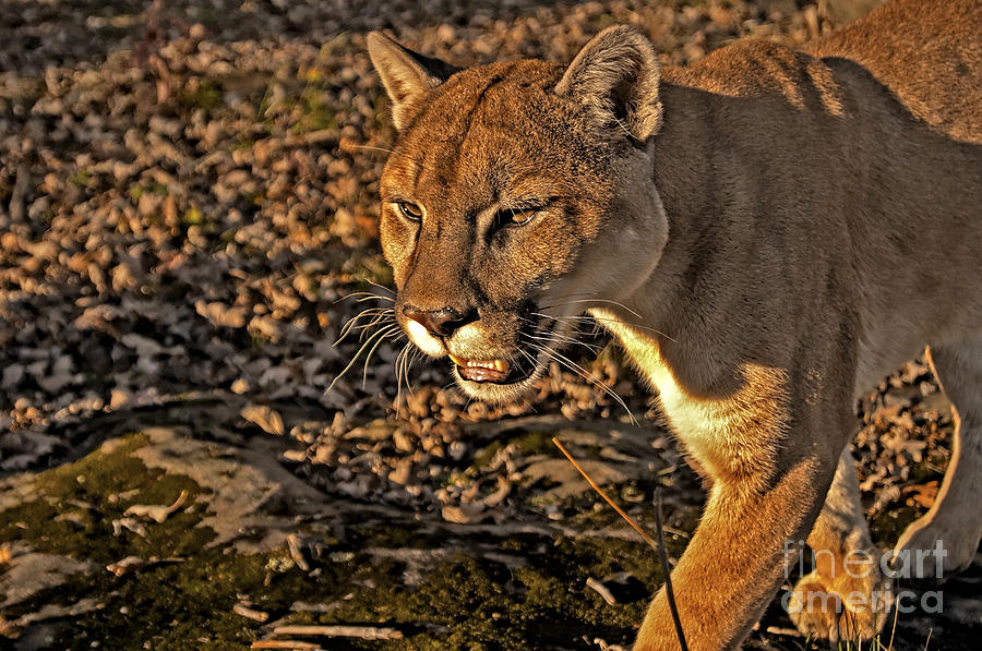 Cougar Photograph by Jack Milchanowski