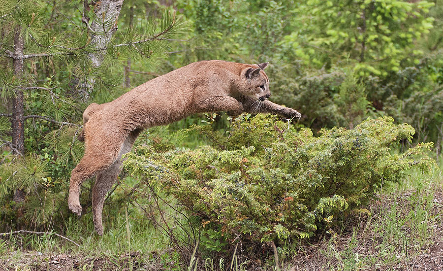Cougar Jumping Photograph by Jack Nevitt