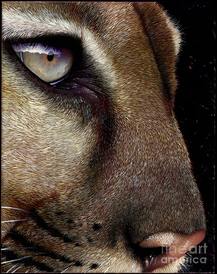 Animal Painting - Cougar by Jurek Zamoyski