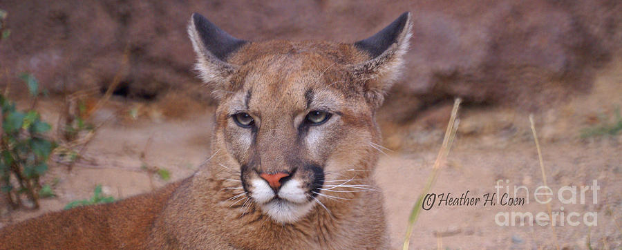 Wildlife Photograph - Cougar King by Heather Coen