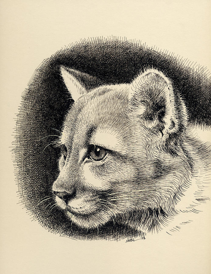 Cougar Drawing by Mamoun Sakkal
