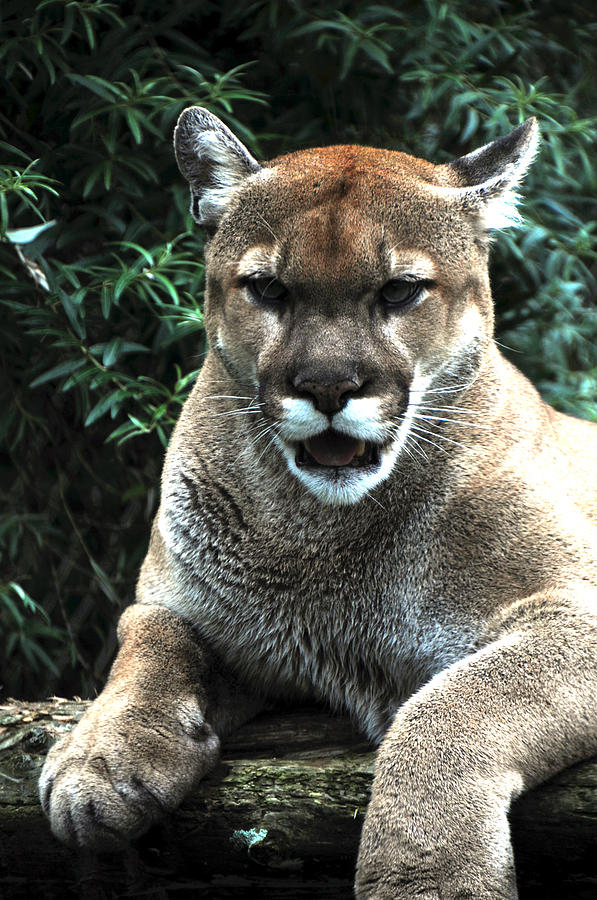 Cougar Photograph by Mike Martin