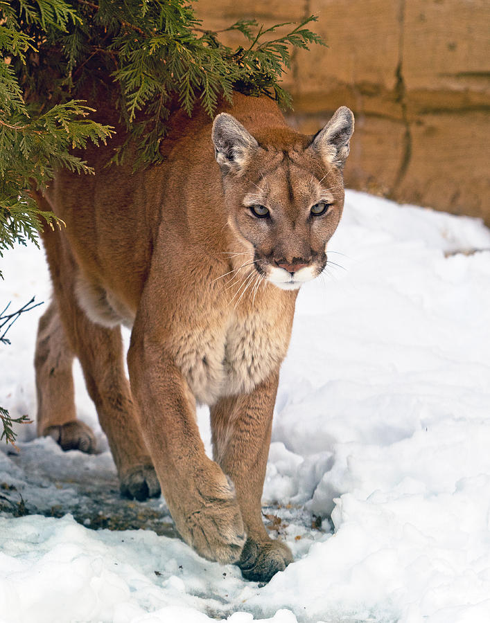 Cougar Photograph By Mike Tracy Fine Art America