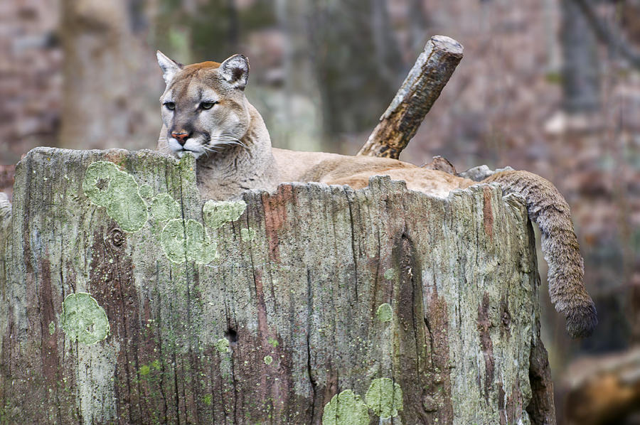 Cougar on a stump Photograph by Flees Photos