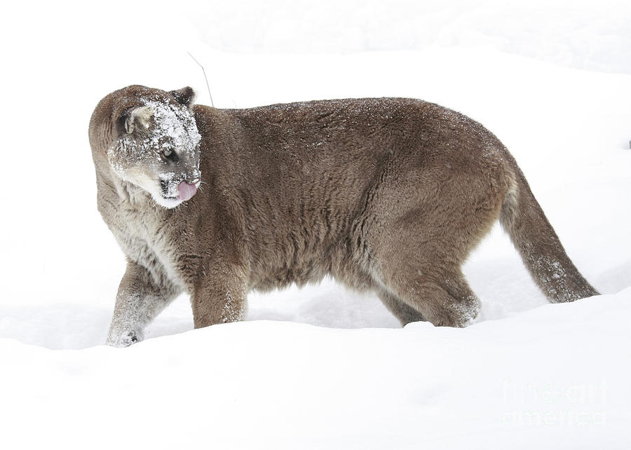 Winter Photograph - Cougar on a Winter Prowl by Inspired Nature Photography Fine Art Photography