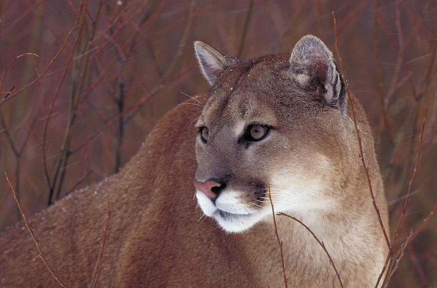 Cougar Or Mountain Lion Photograph by Jeffrey Lepore