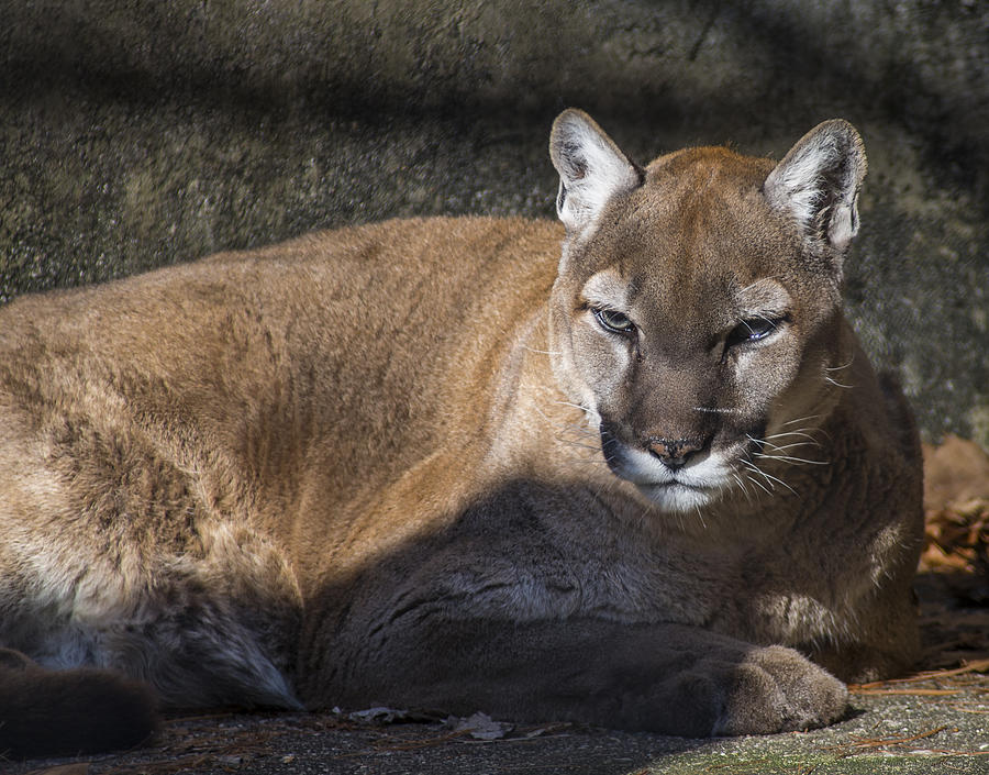Cougar Photograph by Phil Abrams