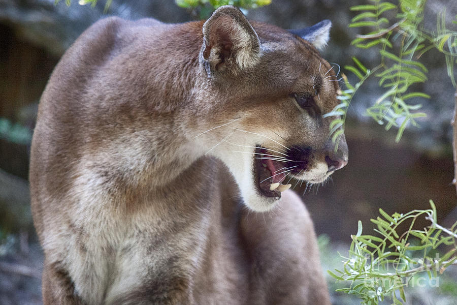 Cougar-Portrait Photograph by Douglas Barnard