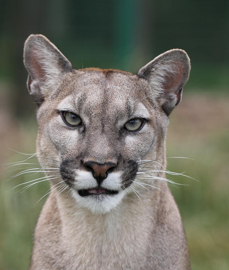 Cougar portrait Photograph by Sandra Clegg