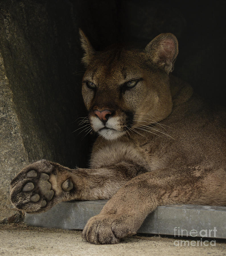 Cougar Relaxing Photograph By Camille Lyver Fine Art America 9935