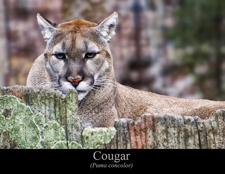 Cougar resting on a tree stump Digital Art by Flees Photos