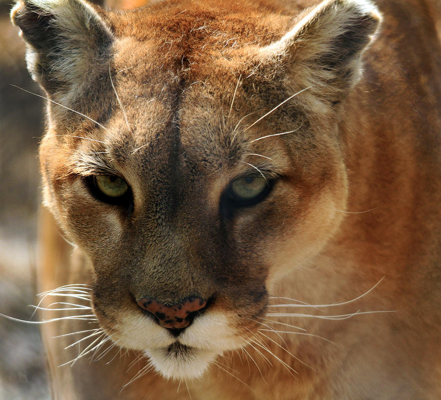 Cougar Photograph by Roger Becker