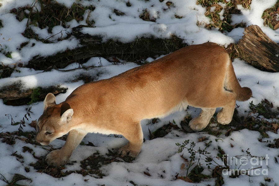 Cougar Photograph