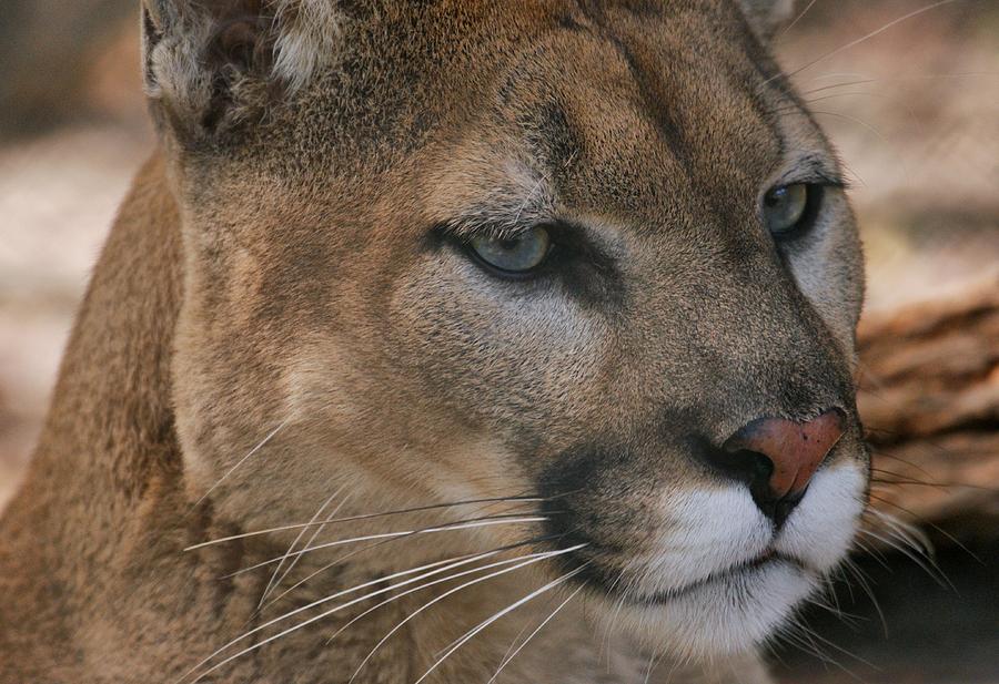 Cougar Photograph by Sandy Keeton
