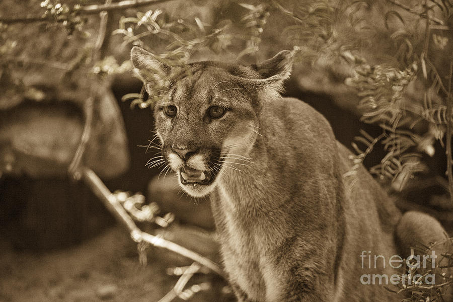 Cougar-Sepia Photograph by Douglas Barnard
