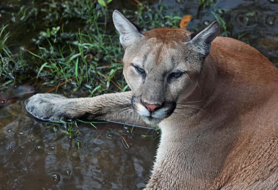 Cougar Series - Up Close And Personal Photograph