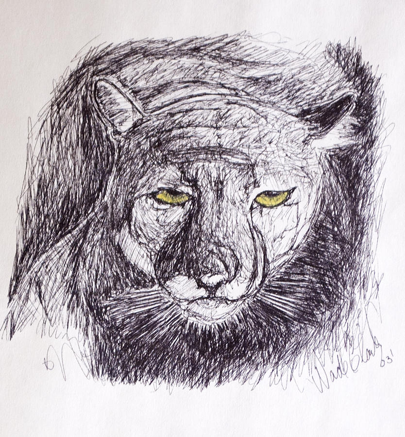 cougar sketch 3 by Wade Clark cougar sketch 3 by Wade Clark