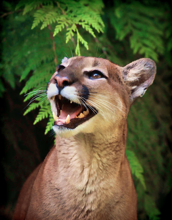 Cougar Smile II Photograph by Athena Mckinzie
