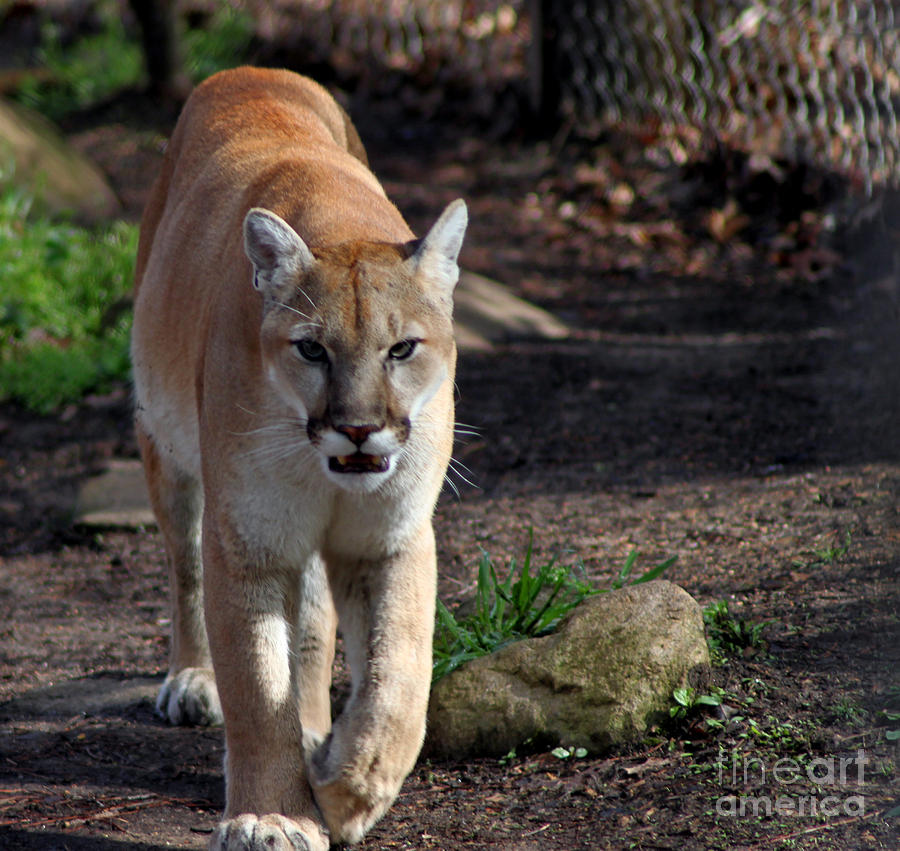 Cougar Walking Towards You Photograph By Eva Thomas 9497