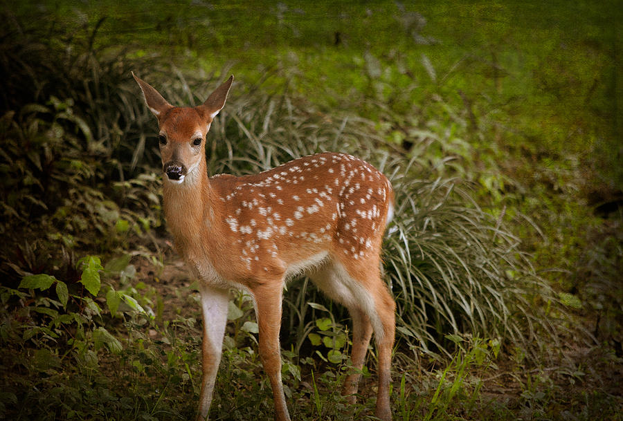 Could it be Bambi Photograph by Linda Segerson