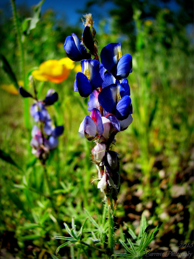 Coulters Lupine Photograph by Aaron Burrows