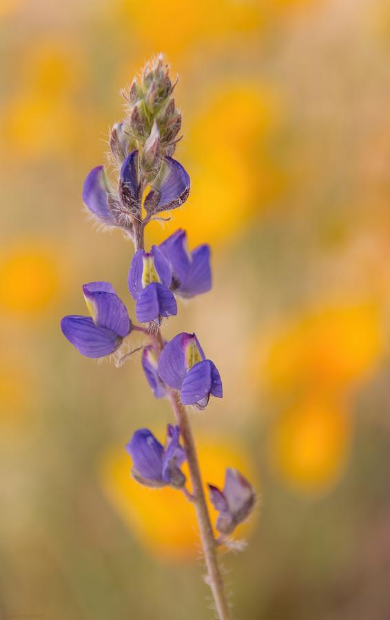 Poppy Photograph - Coulters Lupine by Susan Westervelt