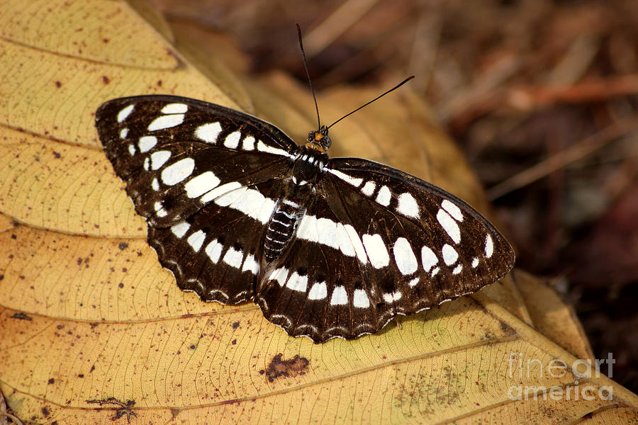 Butterfly Photograph - Count my Stripes by Four Hands Art