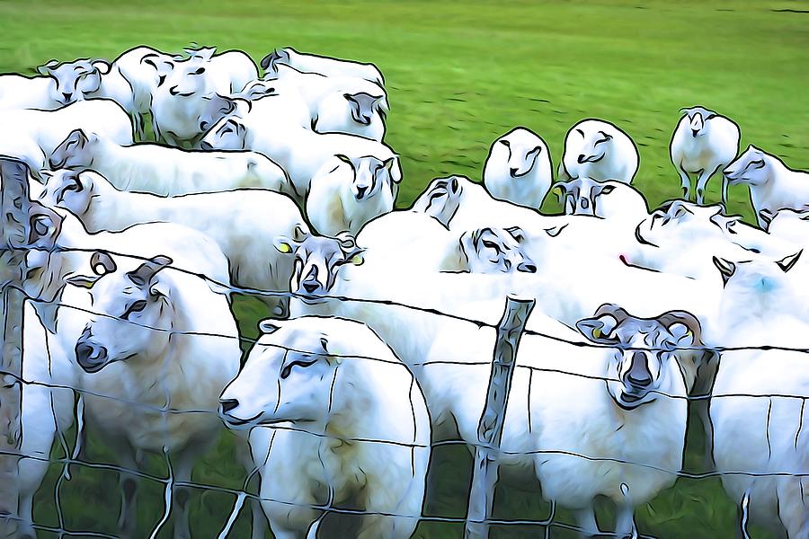 Sheep Photograph - Counting Sheep by Norma Brock