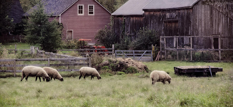 Sheep Photograph - Counting Sheep by Lisa Bryant