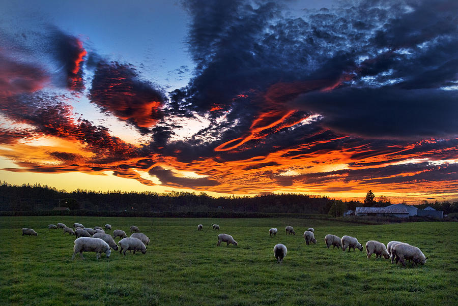 Sheep Photograph - Counting Sheep by Paul Conrad
