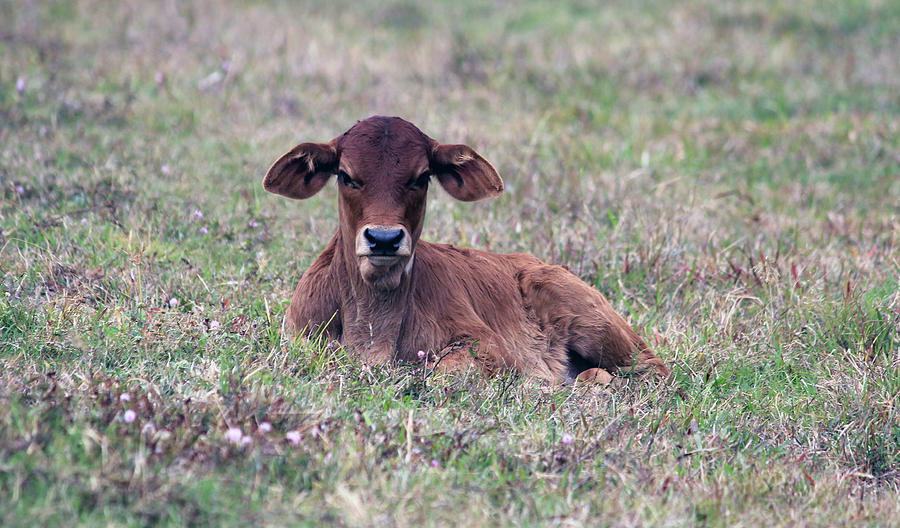 Cow Photograph - Country Calf by Andrew Krischock