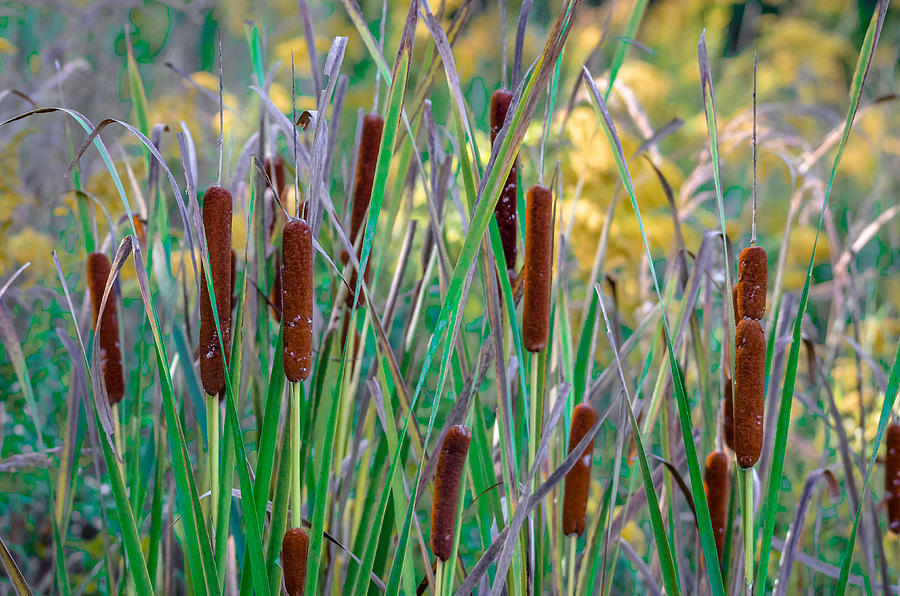 Country Cattails Photograph by Brian Stevens