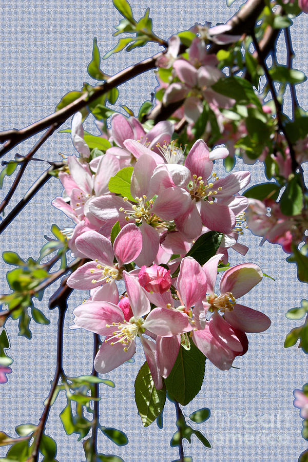 Country Charm Cherry Blossoms Photograph by Carol Groenen