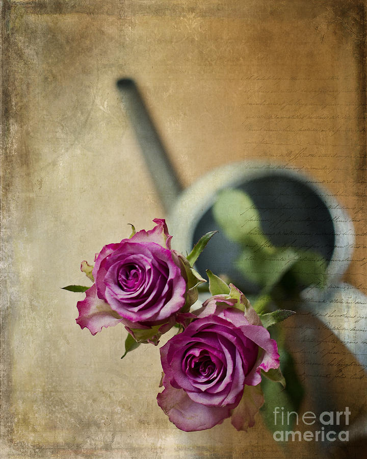 Country chic Roses Photograph by Ivy Ho