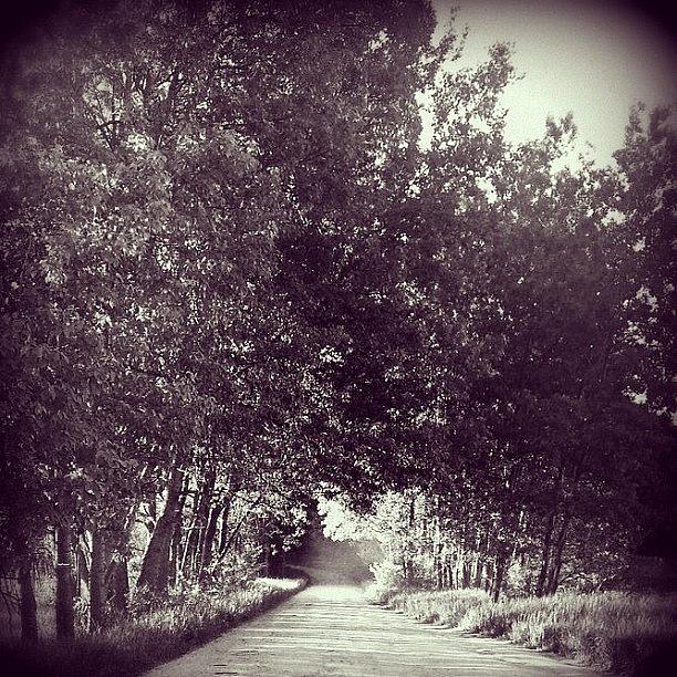 Tree Photograph - #country #countryroads #dirt #trees by Theresa Kidd