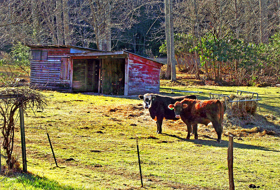 Country Cows and Old Shed Photograph by Duane McCullough