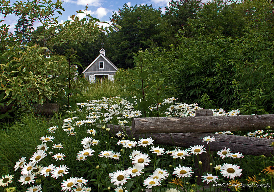 Cottage Photograph - Country Daisy by Catherine Melvin